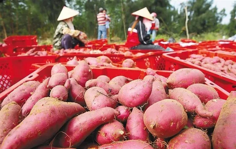 海头地瓜现代农业产业园:20亿元打造农业休闲观光综合体