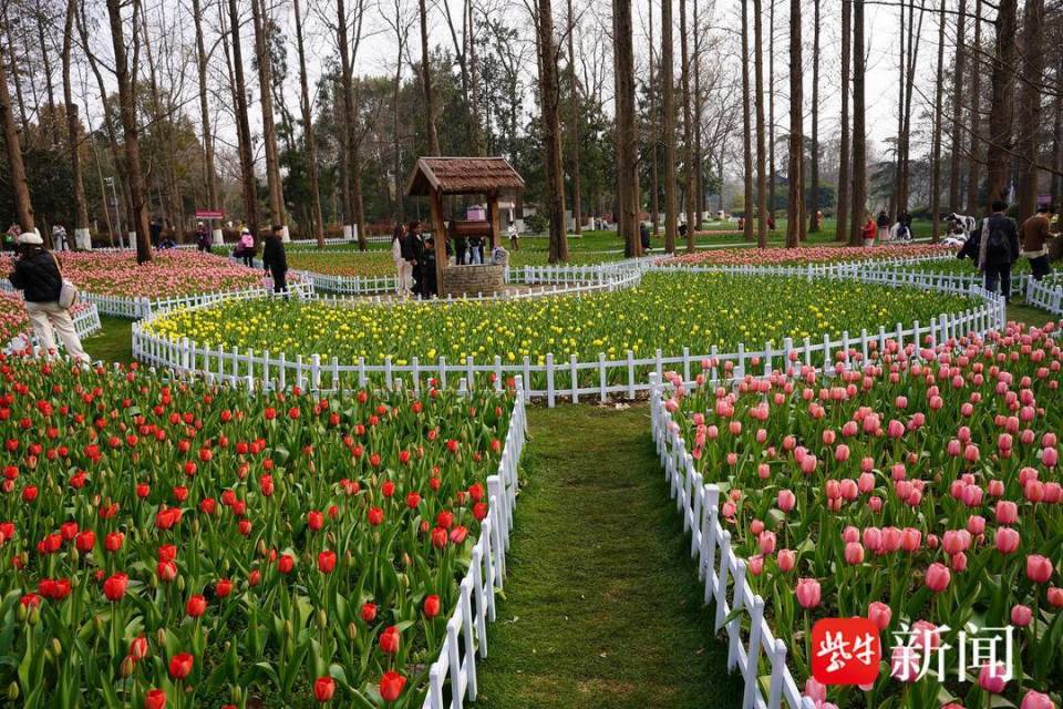 视频南京中山植物园郁金香盛开香艳如画春满园