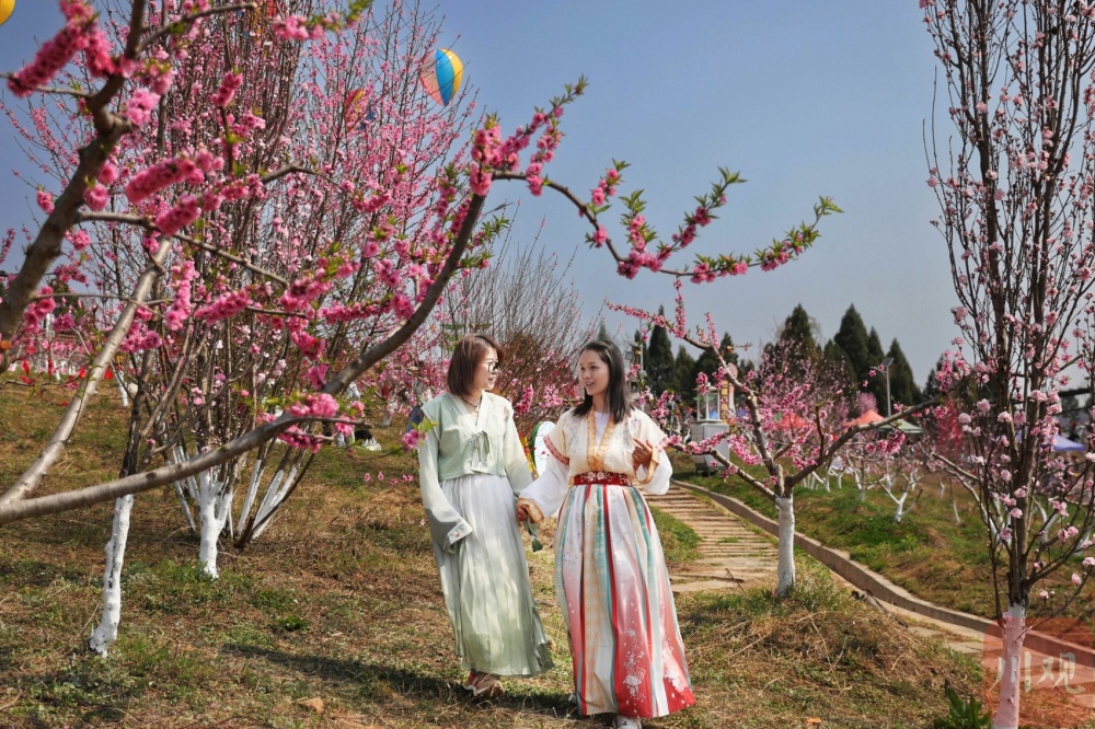 c视频广元昭化桃博园2000亩桃花竞相绽放