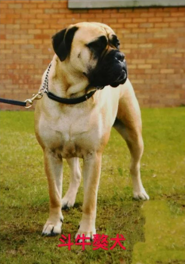 看图！北京城六区禁养这些烈犬、大型犬，养狗要注意这10个问题_腾讯新闻