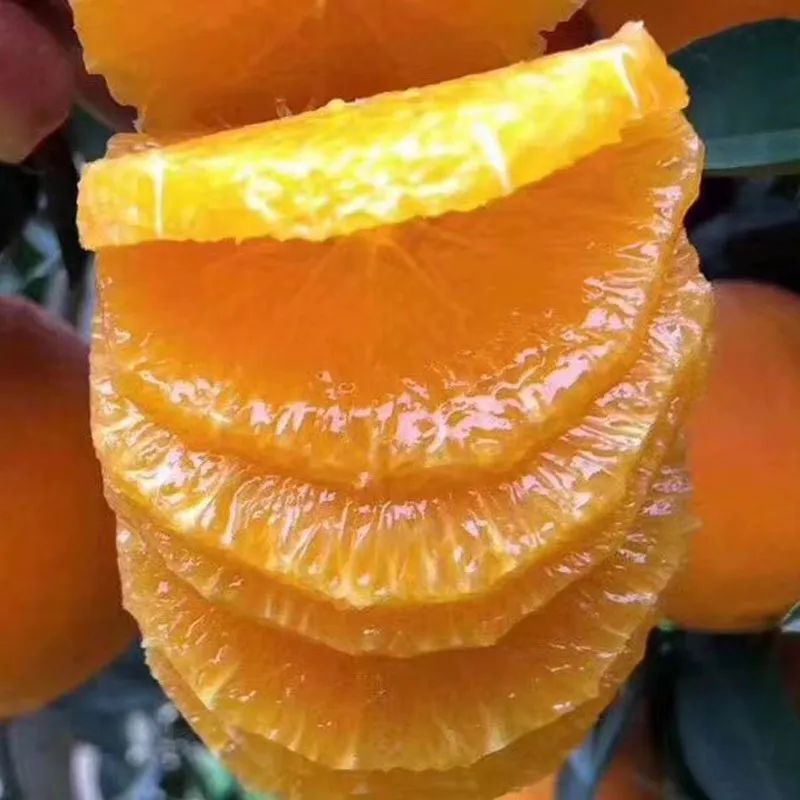 清爽橙香 淡淡蜜味!江永夏橙,真的可以