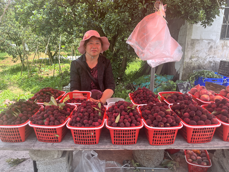 义龙新区万屯镇万亩杨梅熟了