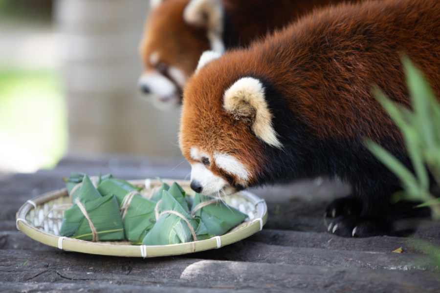 集美区融媒体中心供图端午来临,国宝大熊猫享用"龙舟"大餐.