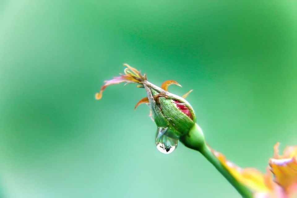 早春雨先至,生机遍人间