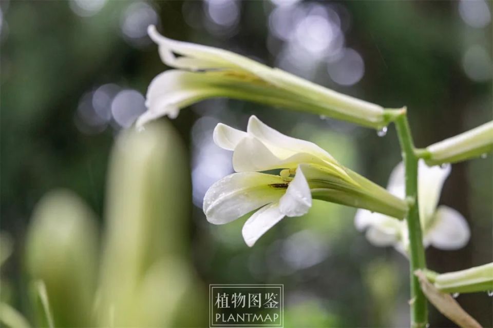 荞麦叶大百合,最不怕热的野花之一