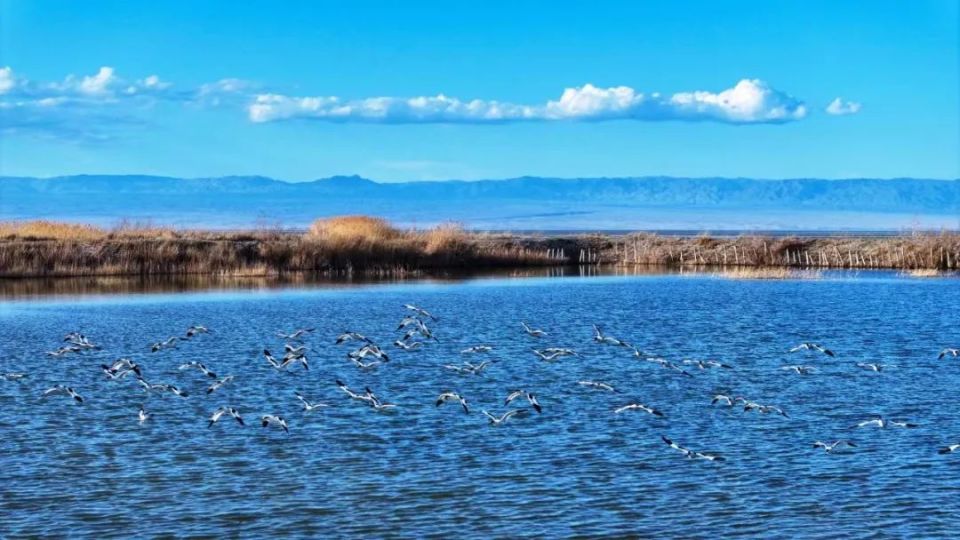 影像博州 | 春日胜景艾比湖