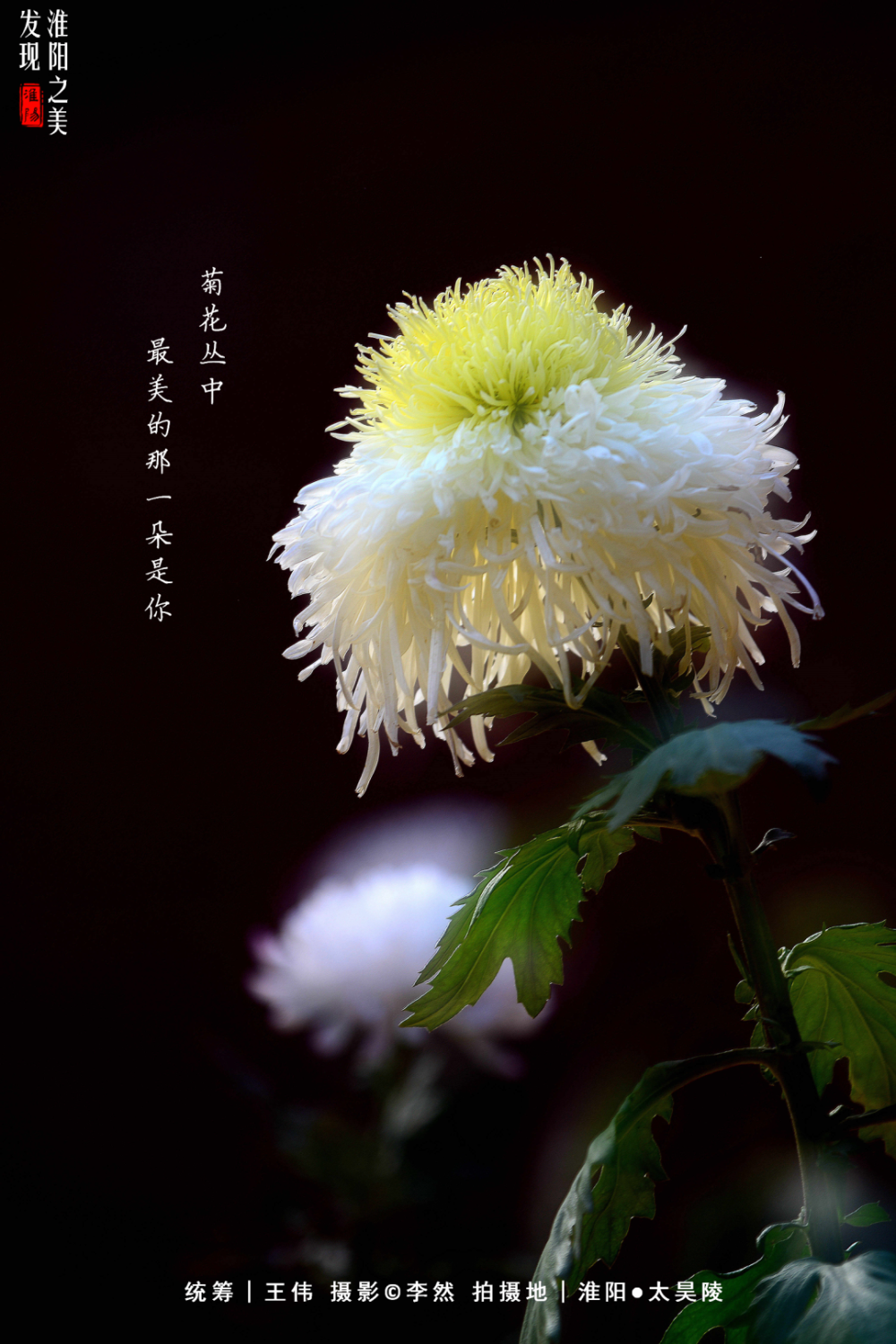【淮阳海报】菊花丛中,最美的那一朵是你