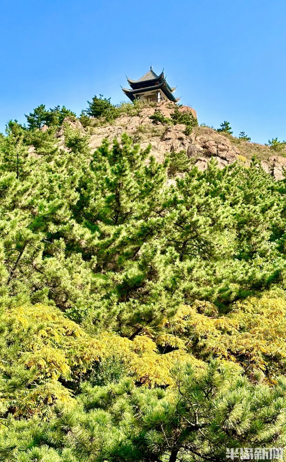 10月17日,岛城迎来秋高气爽的好天气,在老虎山公园,秋色轻染枝头,在