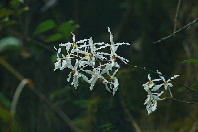 保山龙陵拍到白花拟万代兰,优雅,实在是优雅!