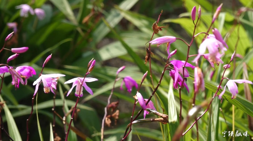 【产业致富】宁陕县金川镇:白芨生出致富路