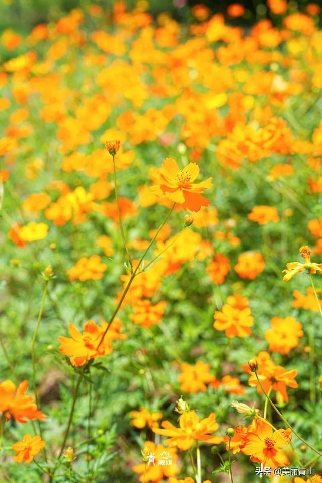 青山夏日花海已上线