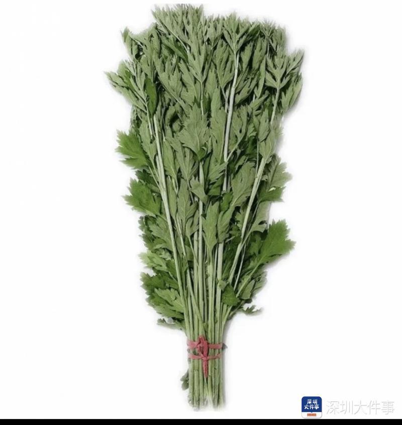 食用艾草图片大全图片