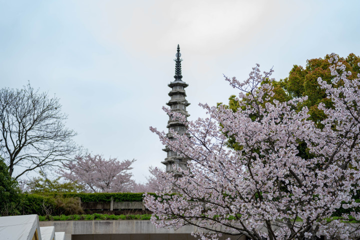 搭乘绿皮火车,穿行樱花雨中,来杭州白塔公园追这份浪漫美好吧_腾讯