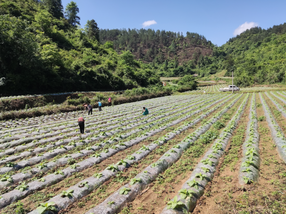 黄平县新州镇:田间地头披"新绿" 烤烟育肥助丰收