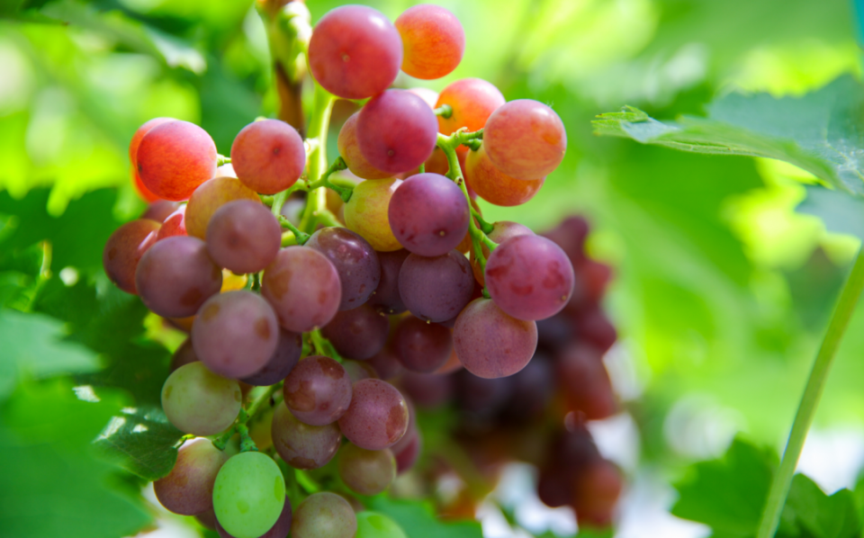 滨城葡萄香飘初夏