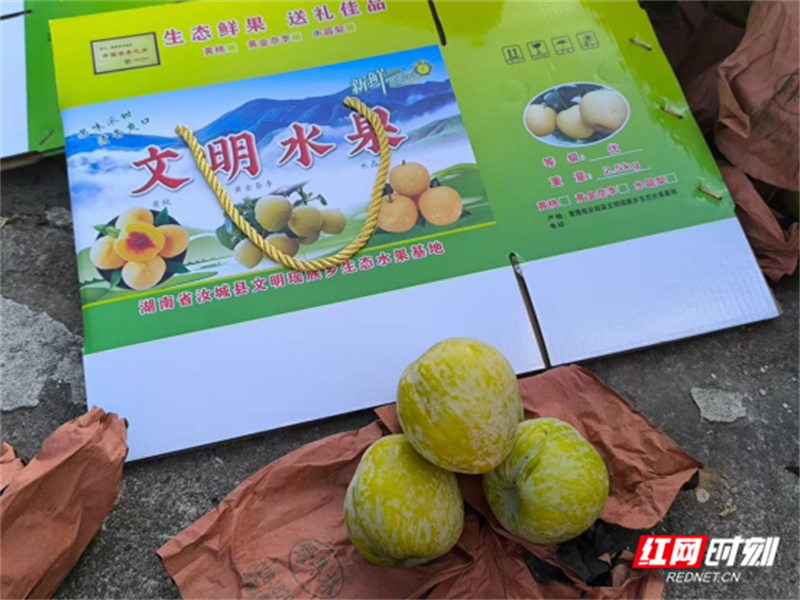 沙洲日记|沙洲村"黄金奈李"奏响乡村振兴新乐章