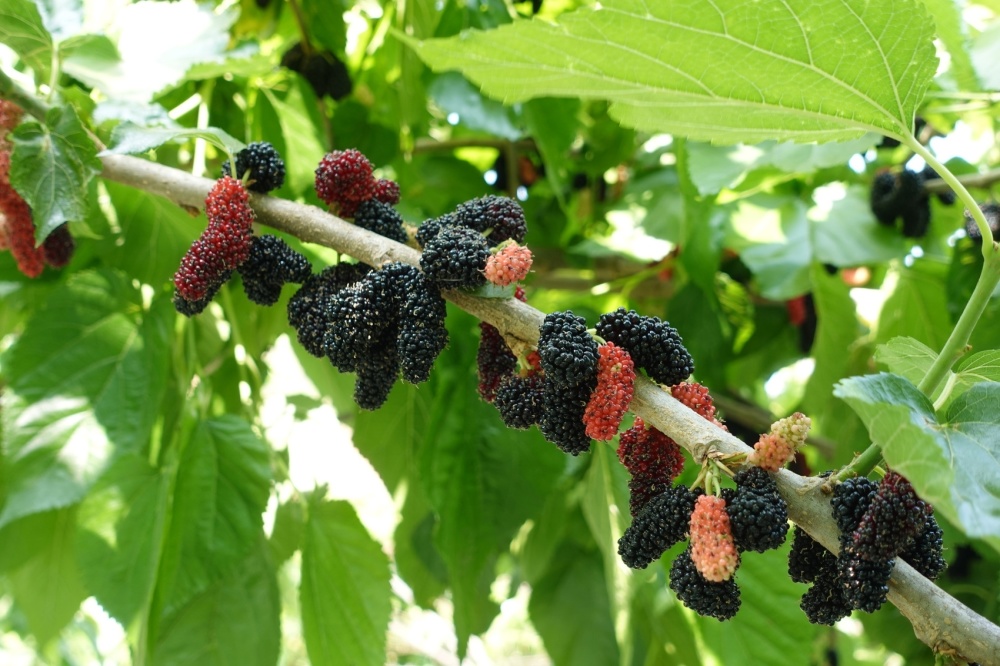 在这里,桑树郁郁葱葱,绿叶间挂满了紫红色的桑椹,它们如同一颗颗晶莹