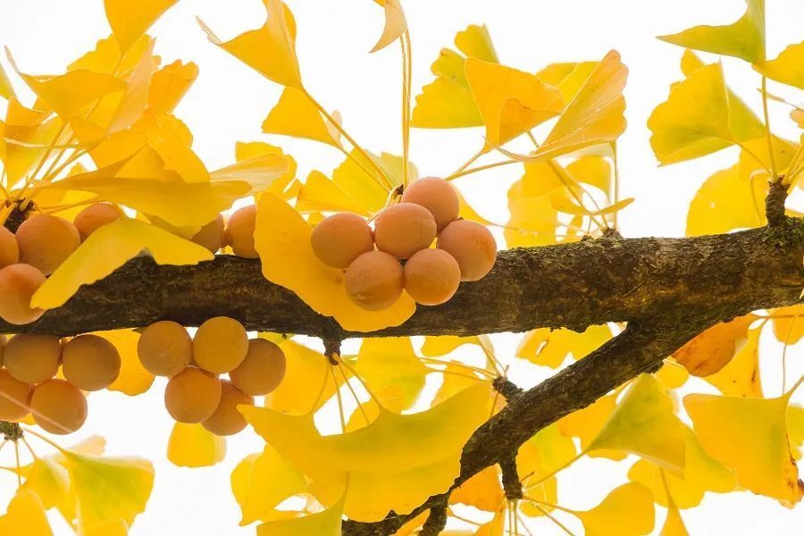 路边的银杏果,别捡!别摘!别生吃!-腾讯新闻