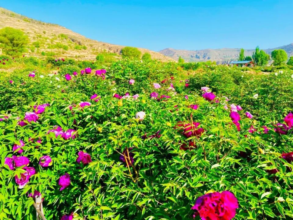 临洮曹家坪牡丹园