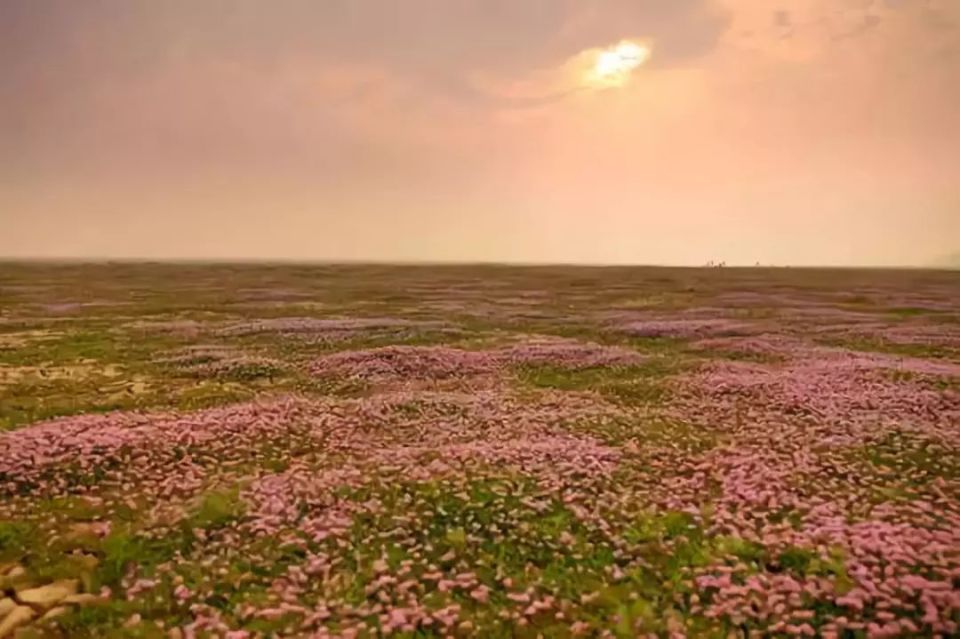 蓼子花开,候鸟归来!来鄱阳看过这片花海,才算不辜负这个秋天!