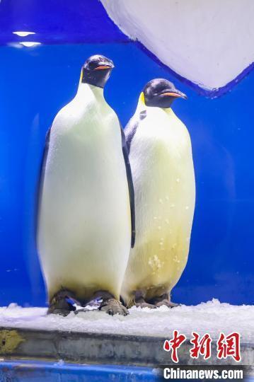 南京海底世界帝企鹅庆"88岁"大寿品"鹅"府家宴