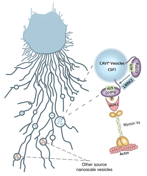 pnas 陈扬 黄超揭示rab10 cav1介导迁移体内纳米囊泡转运的机制