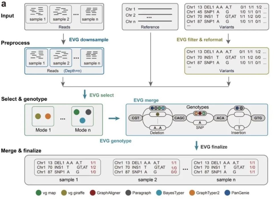 图2 evg软件算法流程综上所述,该研究揭示了现有图形基因组算法应用于