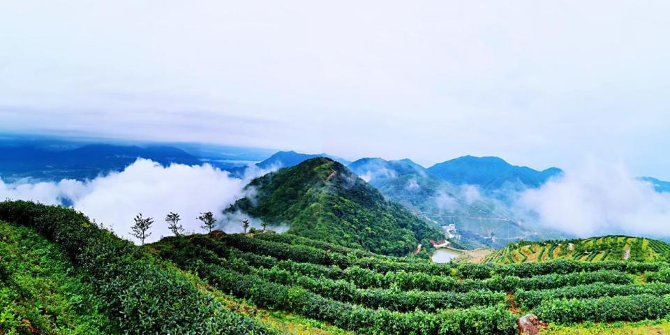 肇庆市德庆县官圩镇举办首届采茶旅游文化节_腾讯新闻