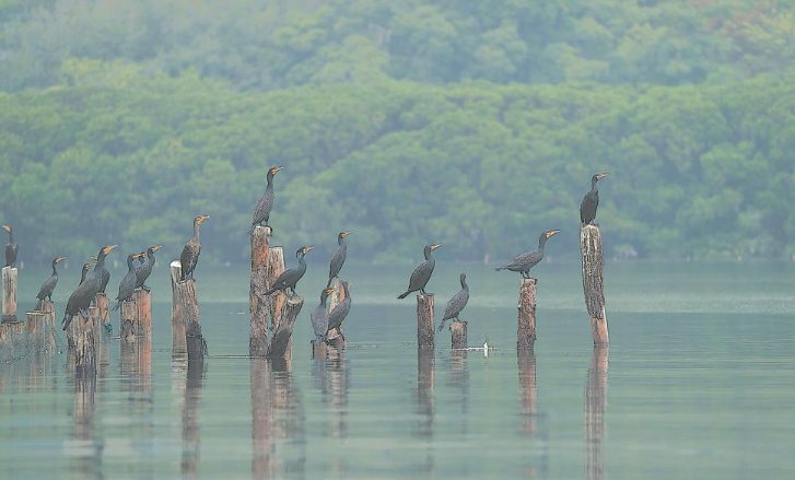 党报记者八闽调研行 | 最惊艳的羽翼划过这片最蓝的天空_腾讯新闻
