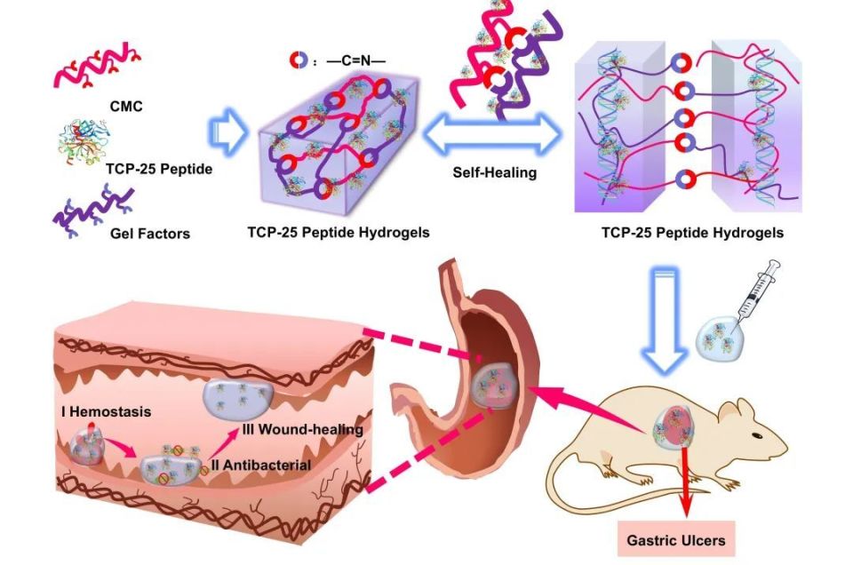 生物止血膜有哪些福州大学／中科院物构所《AFM》：生物启发的自愈性水凝胶，实现胃溃疡快速止血与促进伤口愈合_https://www.jmylbn.com_新闻资讯_第2张