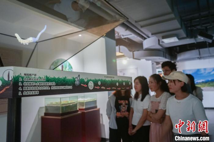 青海冬虫夏草采挖季 民众走进博物馆了解虫草文化