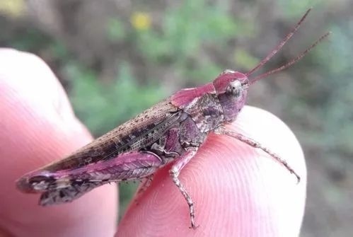 蝗虫识别与防治技术