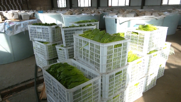 【产业富企】清河:寒葱采摘正当时