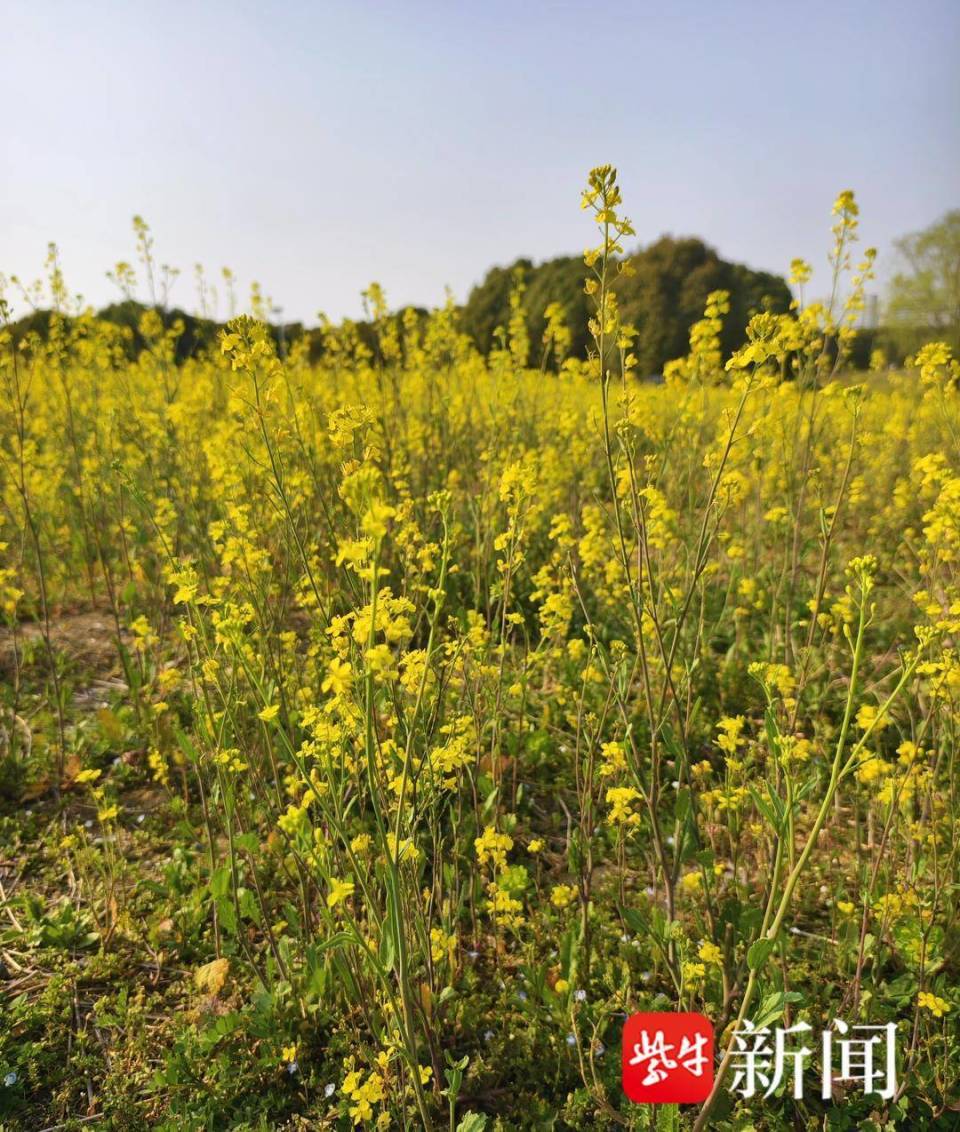 衣食住行跟我逛邂逅一片金黄色的花海春日限定油菜花开了