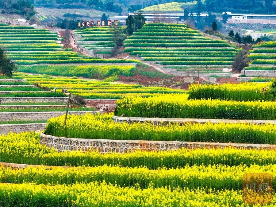 或纷翠交错,或簇簇累累,或色彩斑斓……3月6日,阳春三月的雅安芦山县