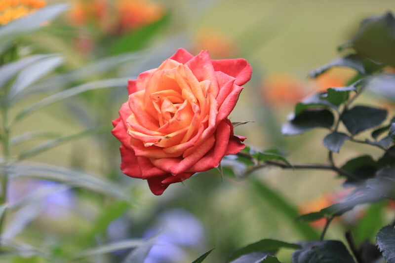 深圳image | 你有一封春日来信:人民公园的月季花开啦_腾讯新闻