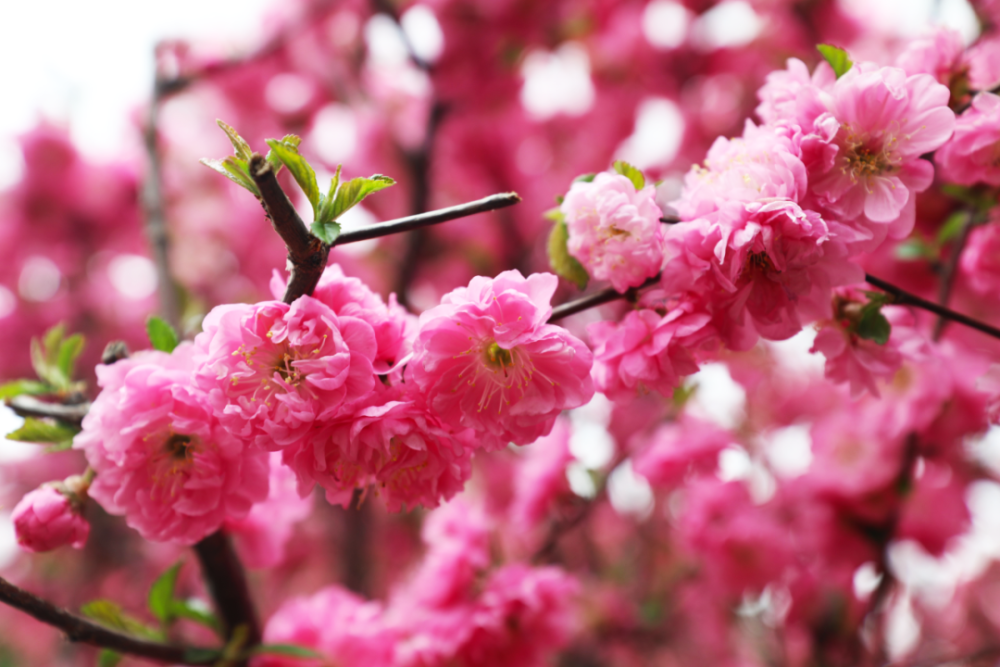 丁香丁香温柔淑静且适应性强管理比较粗放平时只要注意除草雨季防涝