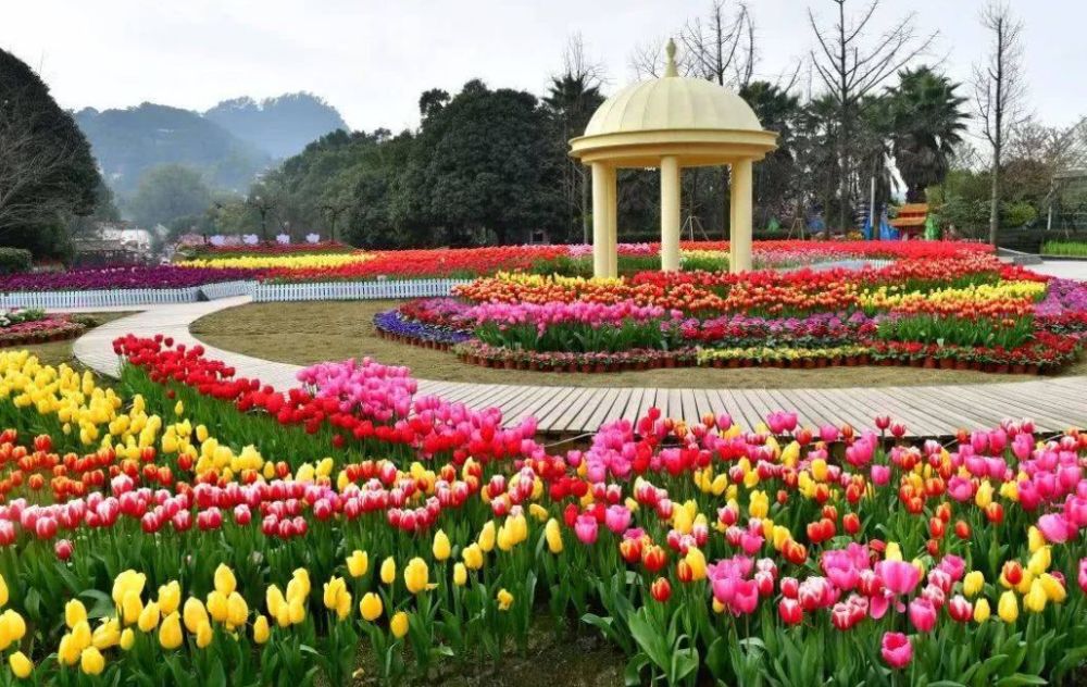 重庆赏花好去处南山植物园