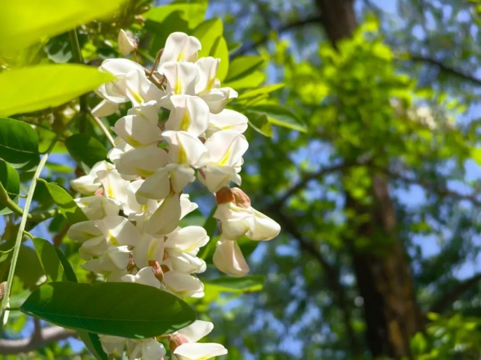 灵台,又闻槐花香