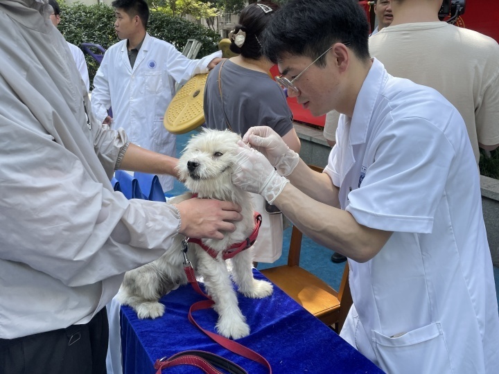 杭州犬伤门诊图片