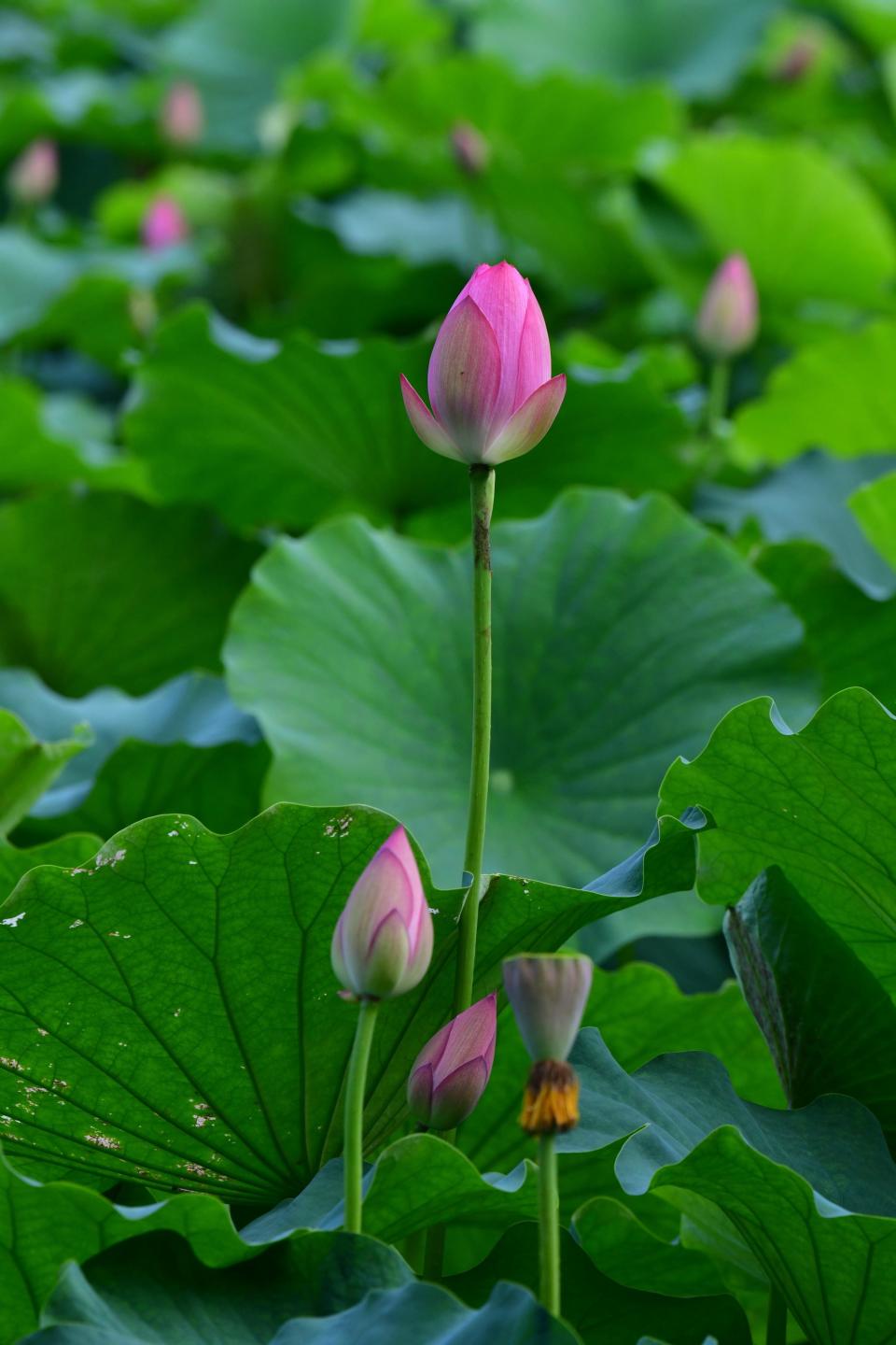 广西南宁狮山公园荷花盛放