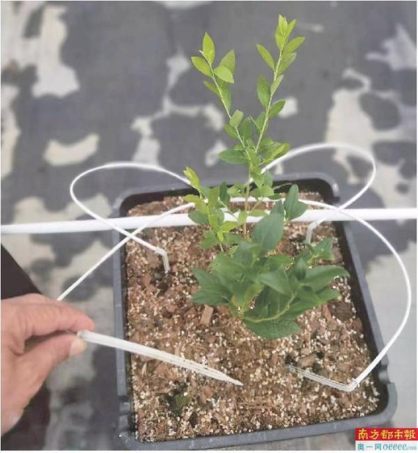 "洋水果"变"土特产"还卖爆了 广州为何能不断产出优质水果