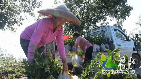 蓝山油茶种苗俏茶农起苗忙