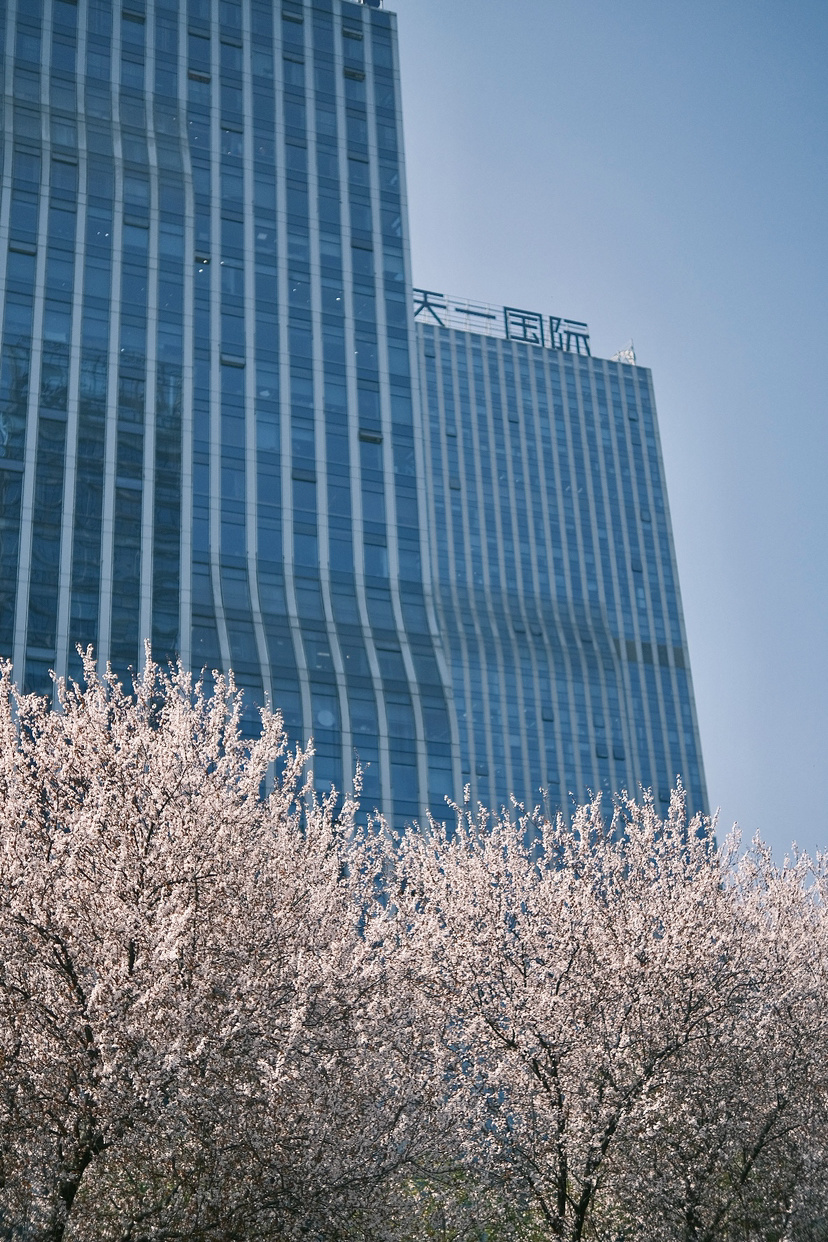 春花扮靓高新街头