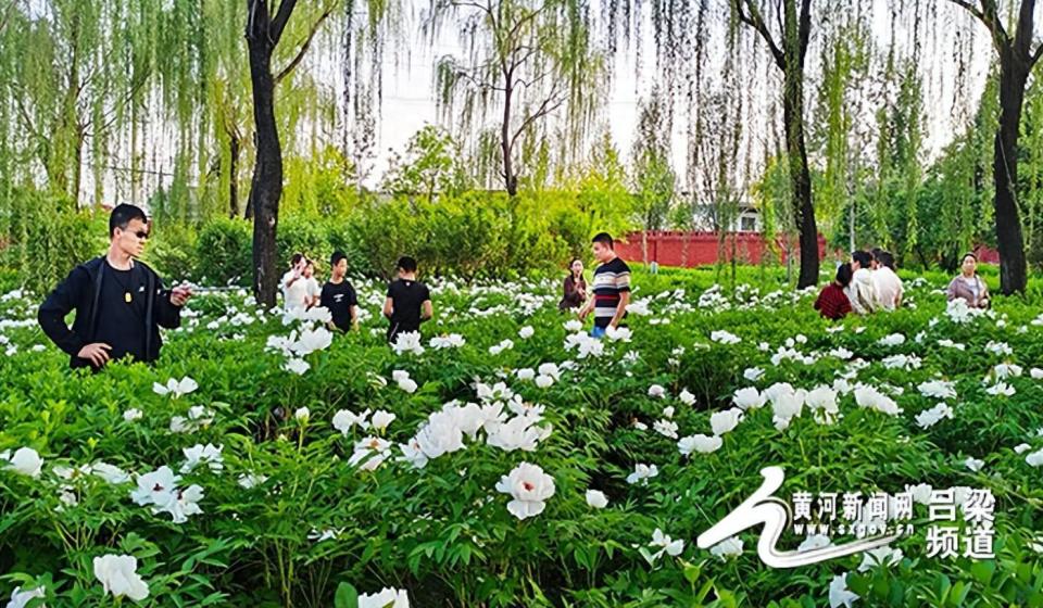 黄河新闻网吕梁讯4月21日,游客们在文水县武则天纪念馆牡丹园观赏牡丹