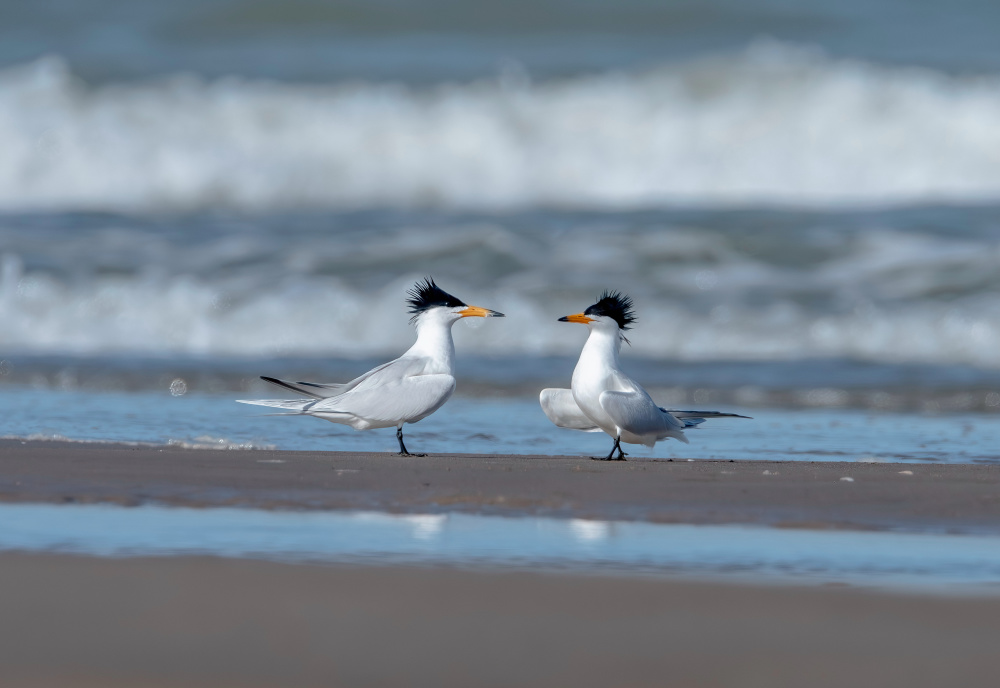 福建:鸟类的乐园