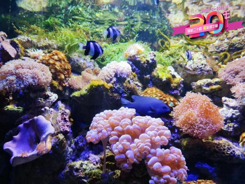 免票28日起郑州海洋馆与你同庆二十岁