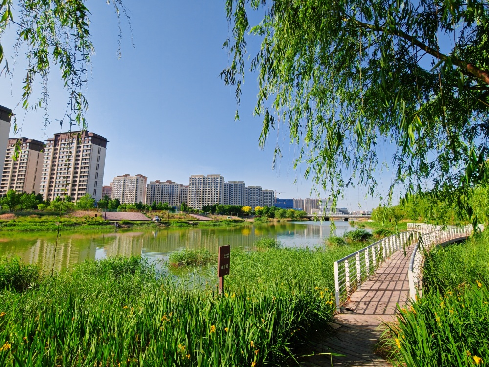 河北衡水:吴公渠生态公园景色怡人