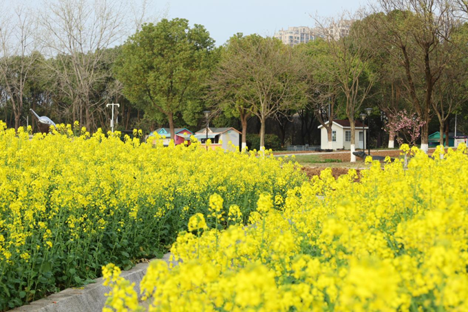 南京油菜花景点在哪里图片