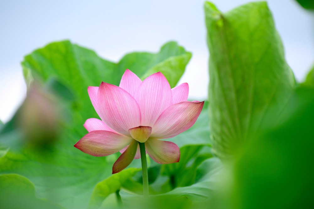 荷花照片精美图片图片